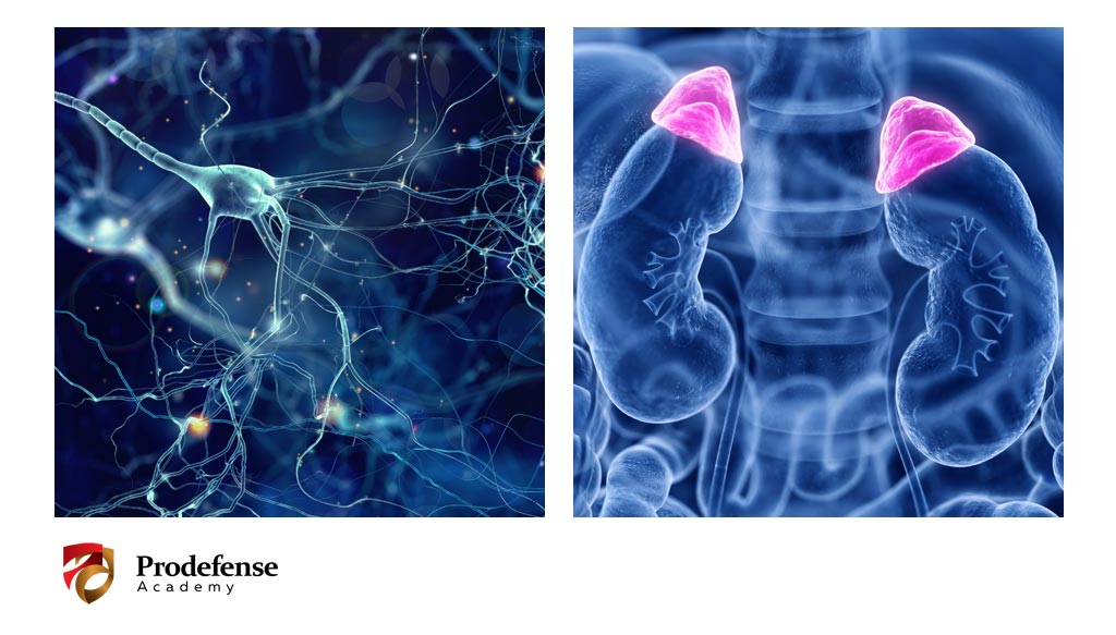 4. Ako to celé funguje?<small><h5>Neuro-hormonálna interakcia</h5></small>